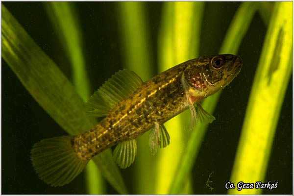 902_european_mudminnow.jpg - European mudminnow, Umbra krameri, Umbra - mrguda Mesto - Location: Kraljevac, Serbia