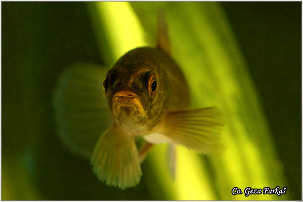 903_european_mudminnow.jpg - European mudminnow, Umbra krameri, Umbra - mrguda Mesto - Location: Kraljevac, Serbia