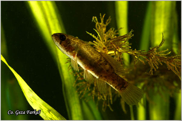 904_european_mudminnow.jpg - European mudminnow, Umbra krameri, Umbra - mrguda Mesto - Location: Kraljevac, Serbia