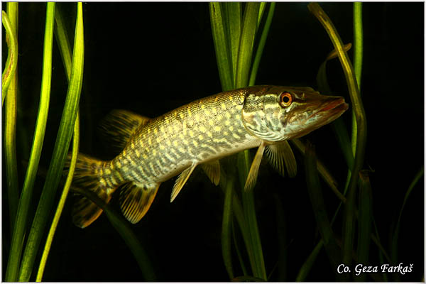 950_pike.jpg - Pike, Esox lucius, Å tuka,  Mesto - Location: river Danube