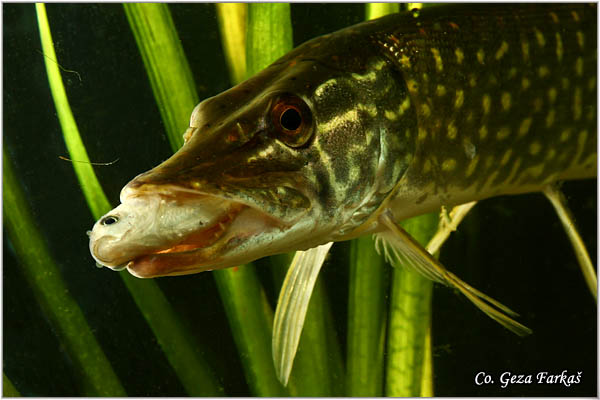 951_pike.jpg - Pike, Esox lucius, Å tuka,  Mesto - Location: river Danube