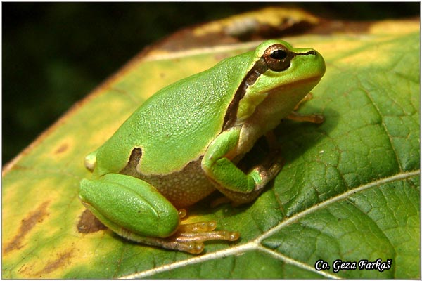 02_common_tree_frog.jpg - Common Tree Frog,  Hyla arborea