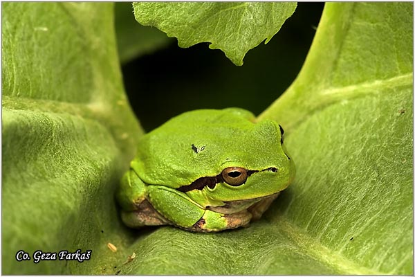 05_common_tree_frog.jpg - Common Tree Frog,  Hyla arborea