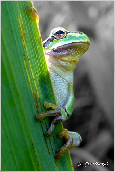 08_common_tree_frog.jpg - Common Tree Frog,  Hyla arborea