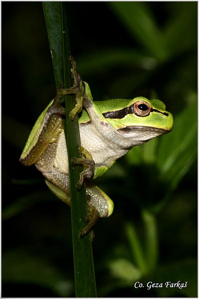 11_common_tree_frog.jpg - Common Tree Frog,  Gatalinka, Hyla arborea, Mesto-Location: Novi Sad, Serbia