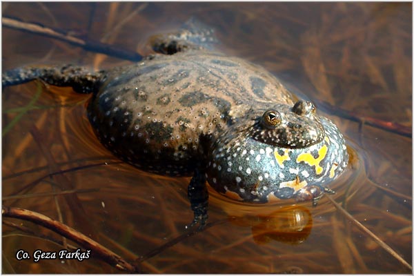20_yellow-bellied_toad.jpg - Yellow-Bellied Toad, Bombina variegata
