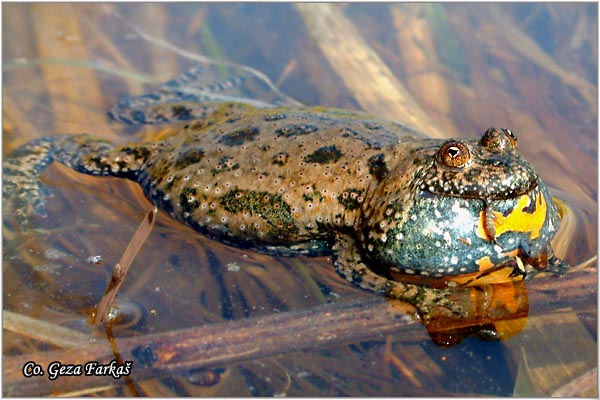 21_yellow-bellied_toad.jpg - Yellow-Bellied Toad, Bombina variegata
