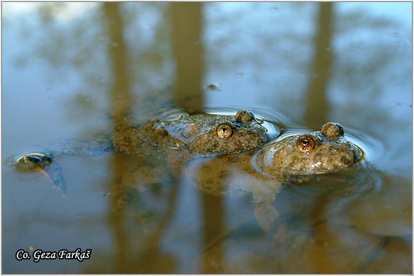 22_yellow-bellied_toad.jpg - Yellow-Bellied Toad, Bombina variegata