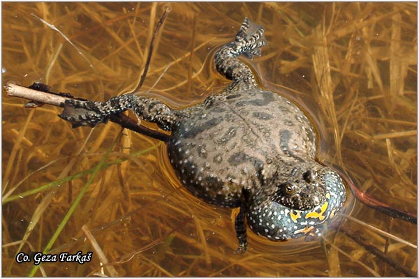 24_yellow-bellied_toad.jpg - Yellow-Bellied Toad, Bombina variegata