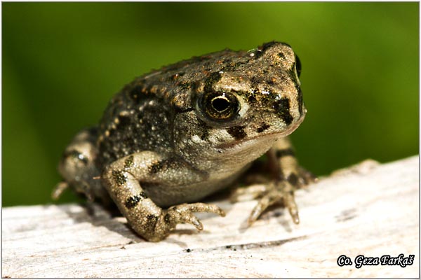 41_european_green_toad.jpg - European green toad, Bufo viridis