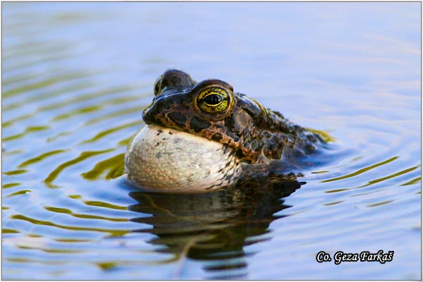 44_european_green_toad.jpg - European green toad, Bufo viridis, Zelena krastaca, Mesto-Location: Novi Sad, Serbia