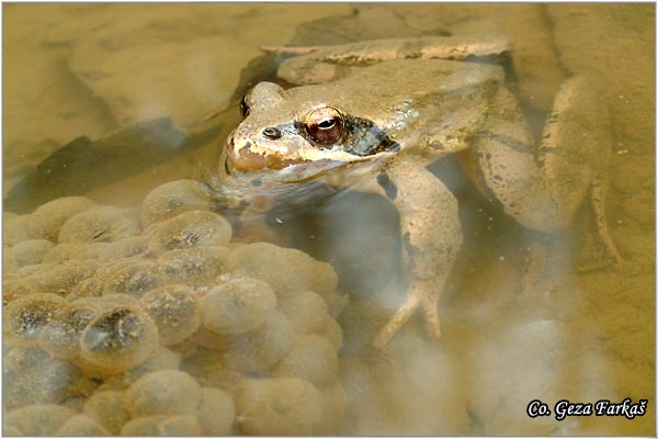 52_agile_frog.jpg - Agile frog, Rana dalmatina