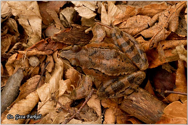 54_agile_frog.jpg - Agile frog, Rana dalmatina, Å umska Å¾aba, Mesto - Location: FruÅ¡ka gora, Serbia