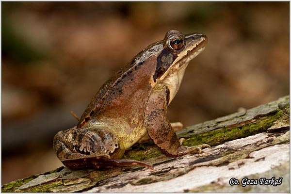 55_agile_frog.jpg - Agile frog, Rana dalmatina, Å umska Å¾aba, Mesto - Location: FruÅ¡ka gora, Serbia