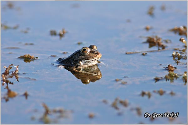 66_edible_frog.jpg - Edible Frog, Rana kl. esculenta, Zelena zaba, Location - Mesto: Novi Sad, Serbia