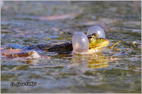 68_edible_frog.jpg - Edible Frog, Rana kl. esculenta, Zelena zaba, Location - Mesto: Novi Sad, Serbia