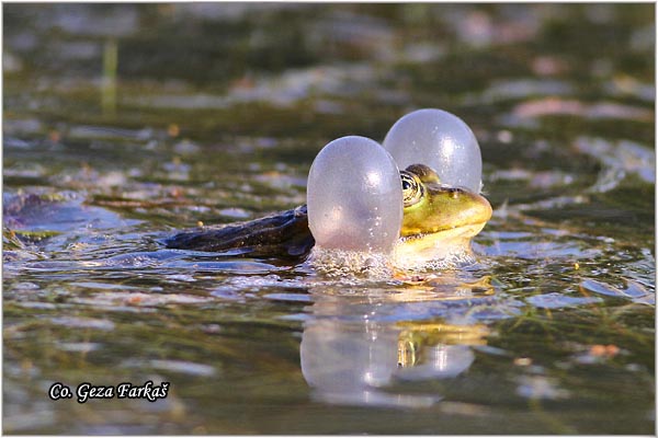 69_edible_frog.jpg - Edible Frog, Rana kl. esculenta, Zelena zaba, Location - Mesto: Novi Sad, Serbia