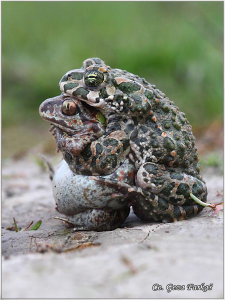 70_common_spadefoot.jpg - Common Spadefoot, Pelobates fuscus, Obicna cenjarka, Mesto - Location: Rusanda-Melenci, Serbia