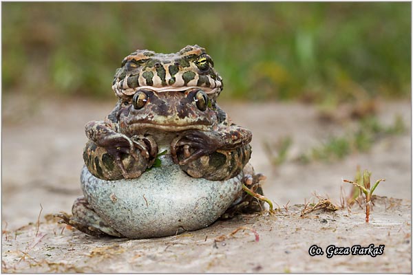 71_common_spadefoot.jpg - Pelobates fuscus, Common Spadefoot, Obicna cenjarka, Mesto - Location: Rusanda-Melenci, Serbia