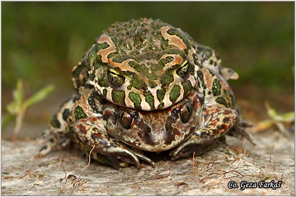 72_common_spadefoot.jpg - Pelobates fuscus, Common Spadefoot, Obicna cenjarka, Mesto - Location: Rusanda-Melenci, Serbia