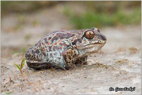 73_common_spadefoot.jpg - Pelobates fuscus, Common Spadefoot, Obicna cenjarka, Mesto - Location: Rusanda-Melenci, Serbia