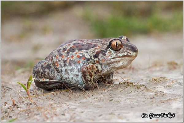 73_common_spadefoot.jpg - Pelobates fuscus, Common Spadefoot, Obicna cenjarka, Mesto - Location: Rusanda-Melenci, Serbia