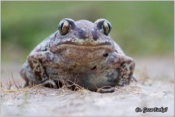 74_common_spadefoot.jpg - Pelobates fuscus, Common Spadefoot, ObiÄna ÄeÅ¡njarka, Mesto - Location: Rusanda-Melenci, Serbia