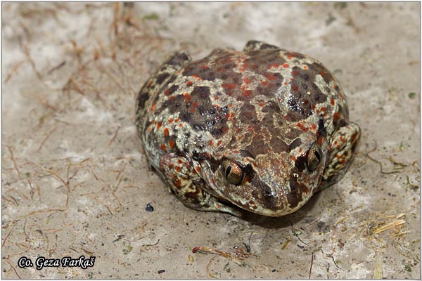 75_common_spadefoot.jpg - Pelobates fuscus, Common Spadefoot, Obicna cenjarka, Mesto - Location: Rusanda-Melenci, Serbia