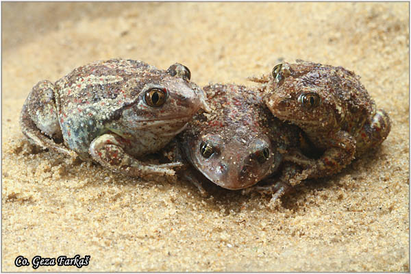 76_common_spadefoot.jpg - Common Spadefoot, Pelobates fuscus, ObiÄna ÄeÅ¡njarka, Mesto - Location: Novi Sad, Serbia