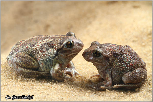 77_common_spadefoot.jpg - Common Spadefoot, Pelobates fuscus, ObiÄna ÄeÅ¡njarka, Mesto - Location: Novi Sad, Serbia