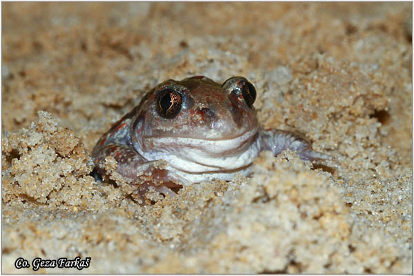 78_common_spadefoot.jpg - Common Spadefoot, Pelobates fuscus, ObiÄna ÄeÅ¡njarka, Mesto - Location: Novi Sad, Serbia