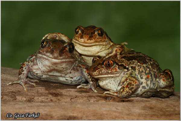 79_common_spadefoot.jpg - Common Spadefoot, Pelobates fuscus, ObiÄna ÄeÅ¡njarka, Mesto - Location: Novi Sad, Serbia