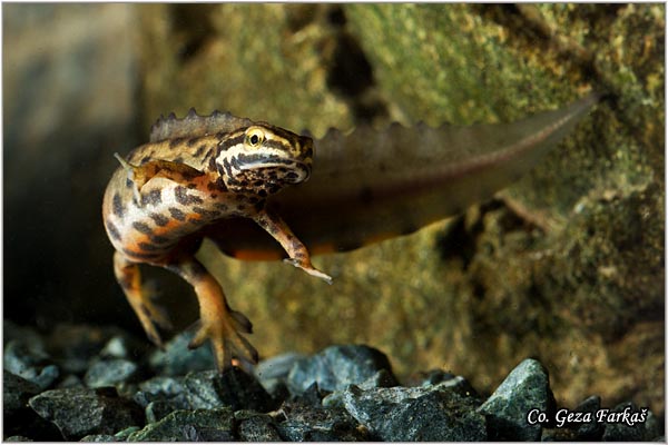 81_common_newt.jpg - Common newt, Triturus vulgaris, Mrmoljak, Mesto - Location: FruÅ¡ka gora, Serbia