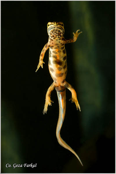 83_common_newt.jpg - Common newt, Triturus vulgaris, Mrmoljak, Mesto - Location: FruÅ¡ka gora, Serbia