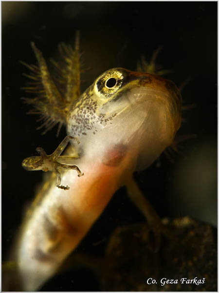 85_common_newt.jpg - Common newt, Triturus vulgaris, Mrmoljak, Mesto - Location: FruÅ¡ka gora, Serbia