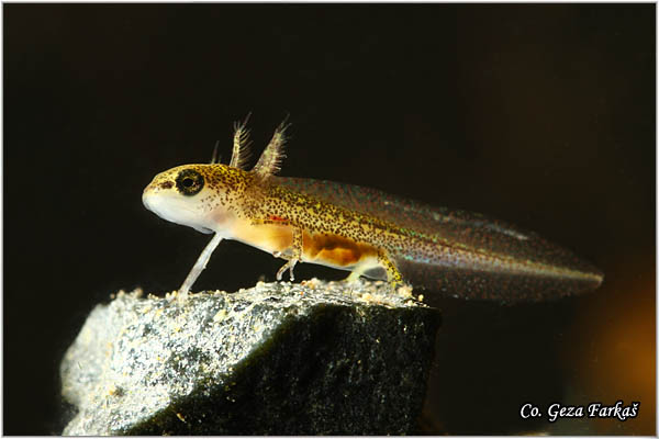 87_common_newt.jpg - Common newt, Triturus vulgaris, Mrmoljak, Mesto - Location: FruÅ¡ka gora, Serbia