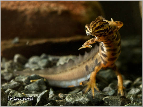 90_common_newt.jpg - Common newt, Triturus vulgaris, Mrmoljak, Mesto - Location: FruÅ¡ka gora, Serbia