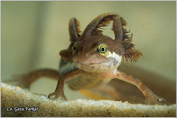 91_common_newt.jpg - Common newt, Triturus vulgaris, Mrmoljak, Mesto - Location: FruÅ¡ka gora, Serbia