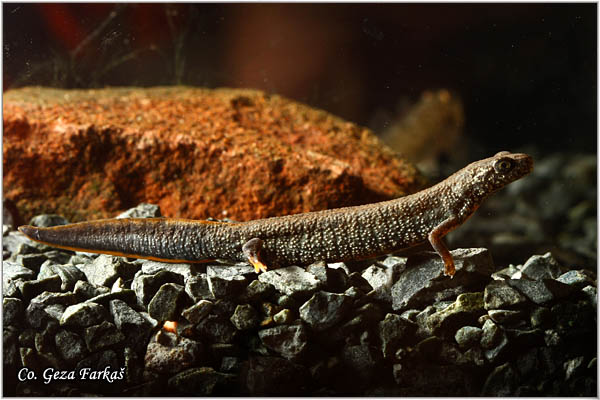 93_danube_crested_newt.jpg - Great crested newt, Triturus cristatus, Mrmoljak, Location: River Tisa, Serbia