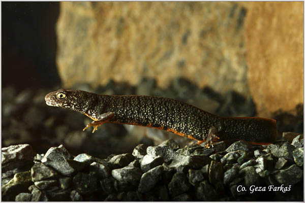 94_danube_crested_newt.jpg - Danube crested newt, Triturus dobrogicus, Podunavski  mrmoljak, Location: River Tisa, Serbia