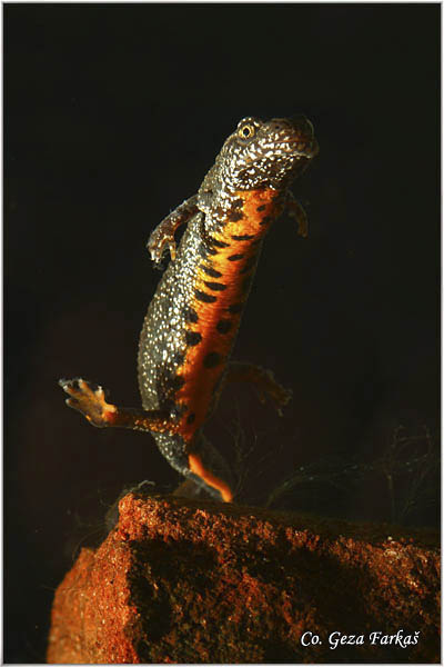 95_danube_crested_newt.jpg - Danube crested newt, Triturus dobrogicus, Podunavski  mrmoljak, Location: River Tisa, Serbia