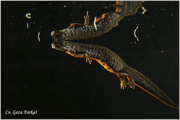 96_danube_crested_newt.jpg - Danube crested newt, Triturus dobrogicus, Podunavski  mrmoljak, Location: River Tisa, Serbia