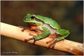 01_common_tree_frog