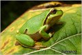 02_common_tree_frog