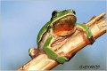 03_common_tree_frog