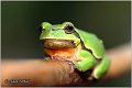 04_common_tree_frog