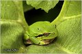 05_common_tree_frog