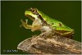 12_common_tree_frog