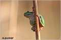 14_common_tree_frog