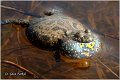20_yellow-bellied_toad